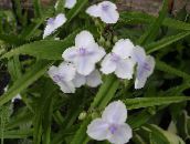 fotografie Záhradné kvety Virginia Spiderwort, Slzy Dámske, Tradescantia virginiana biely