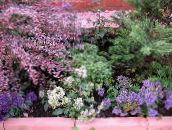 фотографија Баштенске Цветови Тхроатворт, Trachelium бео