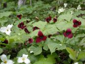 fotografie  Trillium, Wakerobin, Floare Tri, Birthroot burgundia