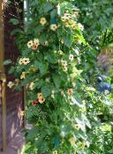 foto I fiori da giardino Occhio Nero Susan, Thunbergia alata giallo