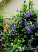 fotografie Zahradní květiny Monokl Susan, Thunbergia alata modrý