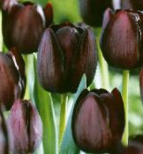 ფოტო ბაღის ყვავილები Tulip, Tulipa შინდისფერი