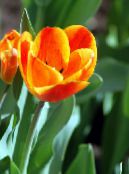 fotografie Zahradní květiny Tulipán, Tulipa oranžový