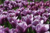 nuotrauka Sodo Gėlės Tulpė, Tulipa violetinė