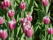 zdjęcie Ogrodowe Kwiaty Tulipan różowy