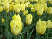 fotografie Zahradní květiny Tulipán, Tulipa žlutý