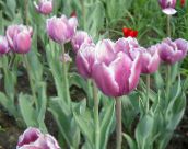 фото Садові Квіти Тюльпан, Tulipa бузковий