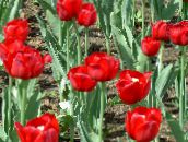 ფოტო ბაღის ყვავილები Tulip, Tulipa წითელი