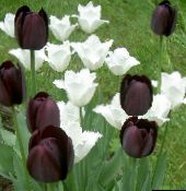 φωτογραφία Λουλούδια κήπου Τουλίπα, Tulipa μαύρος