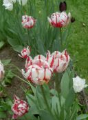 ფოტო ბაღის ყვავილები Tulip, Tulipa წითელი