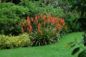 foto Dārza Ziedi Watsonia, Taure Lilija sarkans