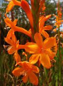 fotografie Záhradné kvety Watsonia, Poľnice Ľalie oranžový