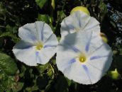 φωτογραφία Λουλούδια κήπου Δόξα Πρωί, Μπλε Αυγή Λουλούδι, Ipomoea λευκό