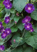 fotografie Záhradné kvety Pupenec, Modrý Svitania Kvetina, Ipomoea fialový