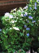 foto Trädgårdsblommor Morning Glory, Blå Gryning Blomma, Ipomoea ljusblå