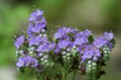 zdjęcie Ogrodowe Kwiaty Facelia, Phacelia jasnoniebieski