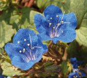 Bluebell Californian, Phacelia Dantela, Bucle Albastru, Omidă, Fiddleneck, Floare Păianjen, Heliotrop Sălbatic