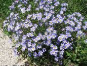 fénykép Kerti Virágok Kék Százszorszép, Kék Margaréta, Felicia amelloides világoskék