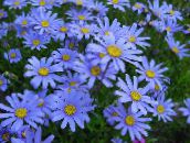 foto Dārza Ziedi Zils Margrietiņa, Zils Marguerite, Felicia amelloides gaiši zils