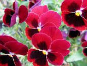 φωτογραφία Λουλούδια κήπου Βιόλα, Πανσές, Viola  wittrockiana κόκκινος