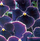 фото Садовые цветы Фиалка Витрокка (Анютины глазки), Viola  wittrockiana черный