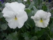 foto Vrtne Cvjetovi Viola, Maćuhica, Viola  wittrockiana bijela