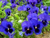fotografie Zahradní květiny Viola, Maceška, Viola  wittrockiana modrý