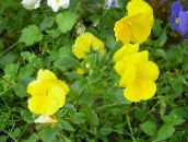 fotografie Zahradní květiny Viola, Maceška, Viola  wittrockiana žlutý