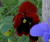 снимка Градински цветове Виола, Теменуга, Viola  wittrockiana винен