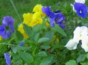 fotografie Zahradní květiny Viola, Maceška, Viola  wittrockiana světle modrá