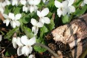 φωτογραφία Λουλούδια κήπου Κέρατα Πανσές, Κέρατα Βιολετί, Viola cornuta λευκό