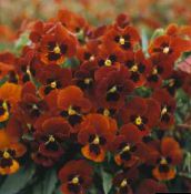 φωτογραφία Λουλούδια κήπου Κέρατα Πανσές, Κέρατα Βιολετί, Viola cornuta κόκκινος