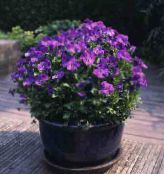 zdjęcie Ogrodowe Kwiaty Viola Cornuta purpurowy
