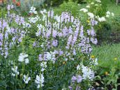フォト 庭の花 従順な植物、ハナトラノオ, Physostegia ライラック