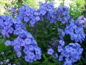 ფოტო ბაღის ყვავილები ბაღში Phlox, Phlox paniculata ღია ლურჯი