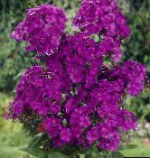 снимка Градински цветове Градина Флокс, Phlox paniculata виолетов