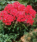 photo les fleurs du jardin Phlox, Phlox paniculata rouge
