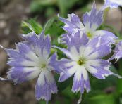 fotografie Zahradní květiny Roční Phlox, Drummond Phlox, Phlox drummondii světle modrá