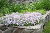 фото Садовые цветы Флокс шиловидный, Phlox subulata белый