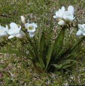 снимка Градински цветове Фрезия, Freesia бял