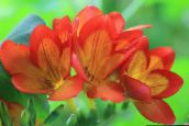 photo Garden Flowers Freesia orange