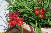 bilde Hage Blomster Fresia, Freesia rød