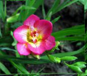снимка Градински цветове Фрезия, Freesia розов