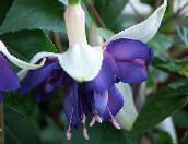 foto Dārza Ziedi Sausserža Fuksijas, Fuchsia zils