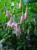 ფოტო ბაღის ყვავილები ცხრატყავა ვარდისფერი, Fuchsia ვარდისფერი