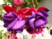 foto I fiori da giardino Fuchsia Caprifoglio porpora