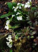 ფოტო ბაღის ყვავილები Haberlea თეთრი