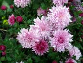 foto I fiori da giardino Fioristi Mamma, Mamma Pentola, Chrysanthemum rosa