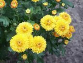 foto Vrtne Cvjetovi Cvjećari Mama, Mama Lonac, Chrysanthemum žuta