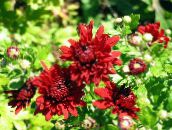 foto I fiori da giardino Fioristi Mamma, Mamma Pentola, Chrysanthemum rosso